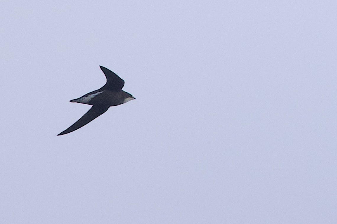 White-throated Needletail - ML646548043