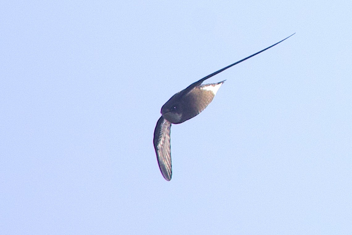 White-throated Needletail - ML646548044