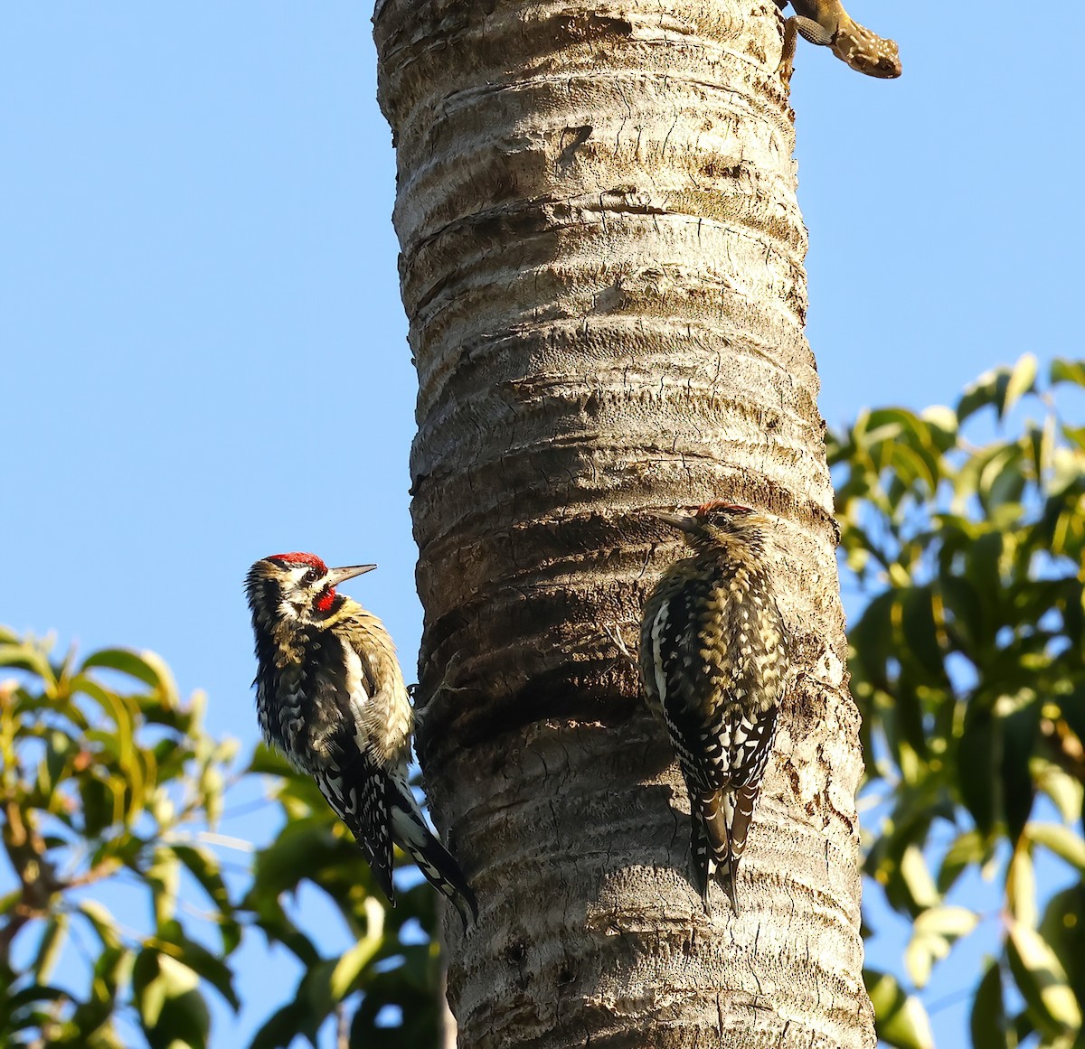 Sarı Karınlı Ağaçkakan - ML646548045