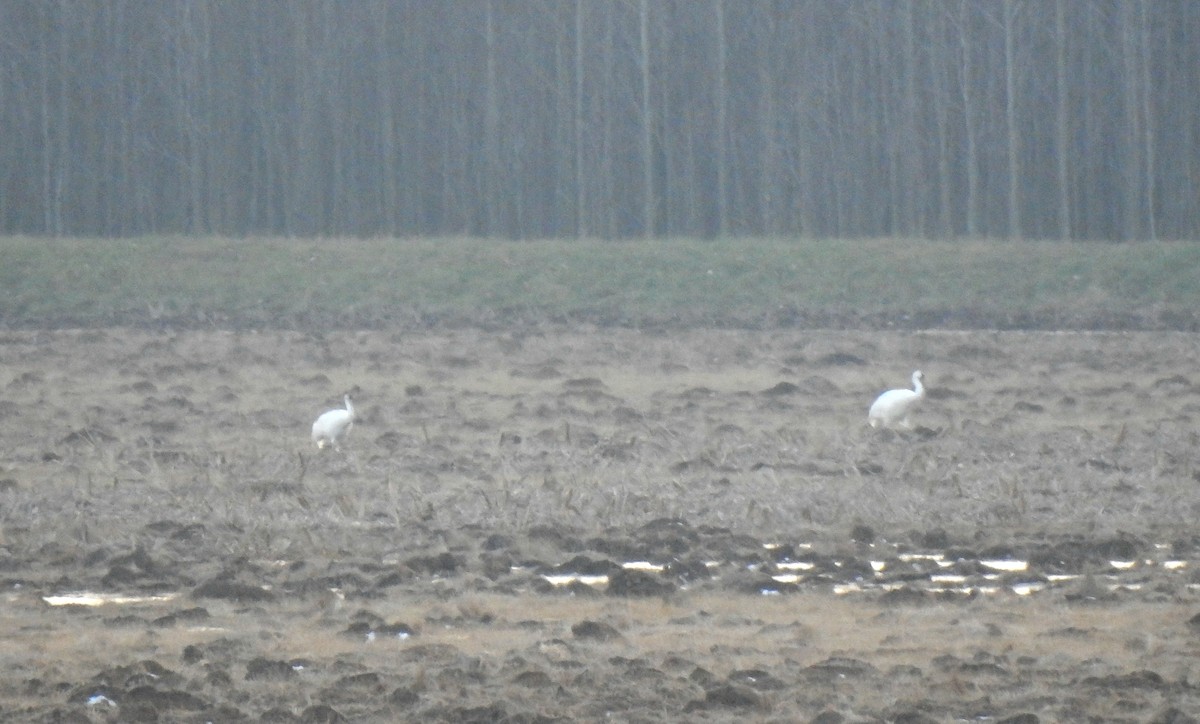 trompettrane - ML646548046