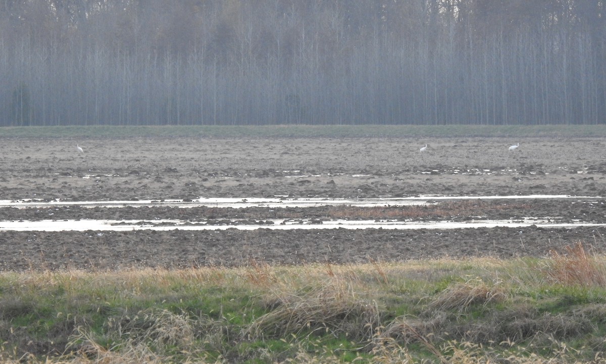 trompettrane - ML646548047