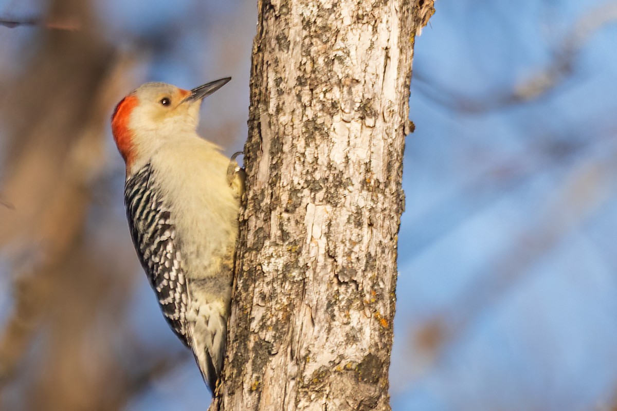 Red-bellied Woodpecker - ML646548048
