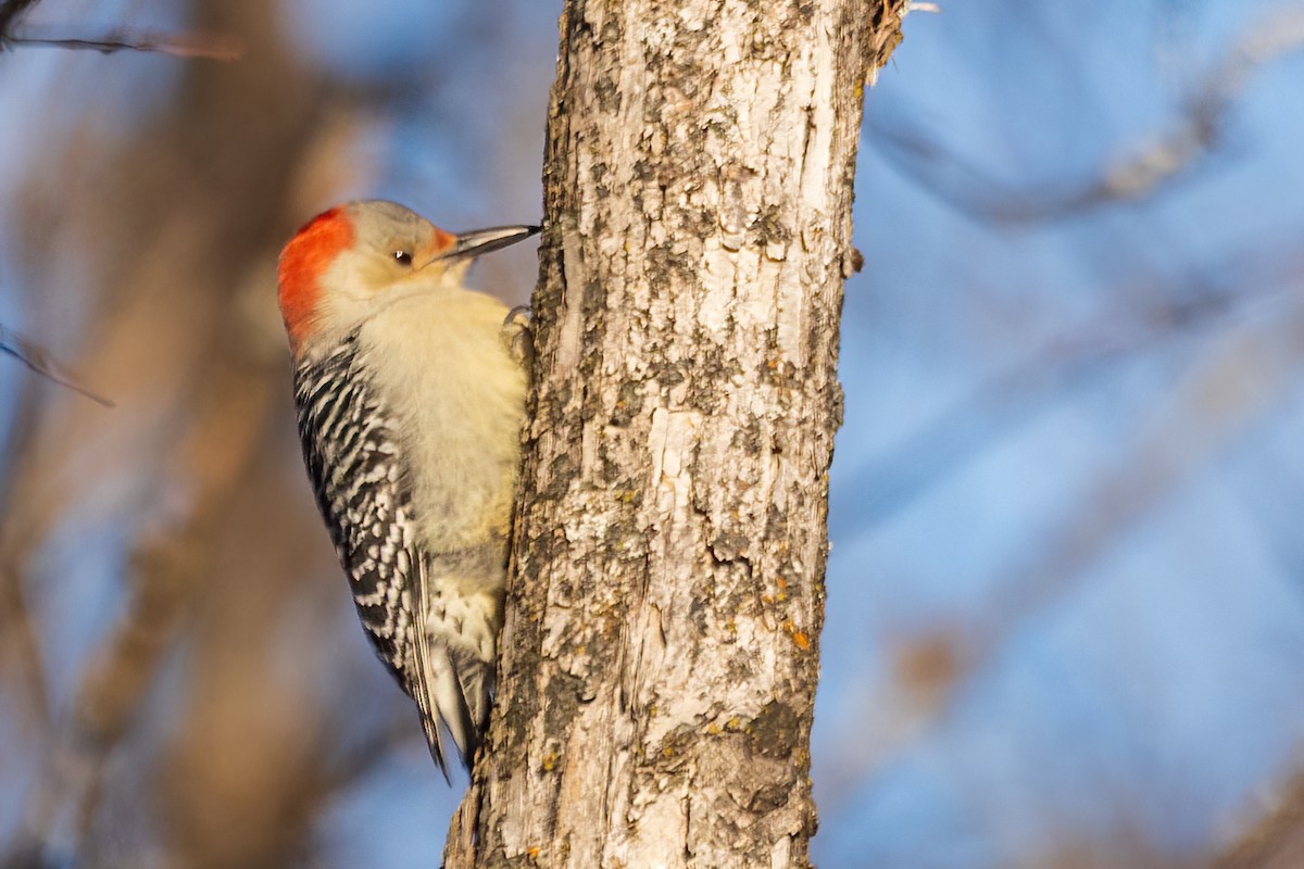 Red-bellied Woodpecker - ML646548049