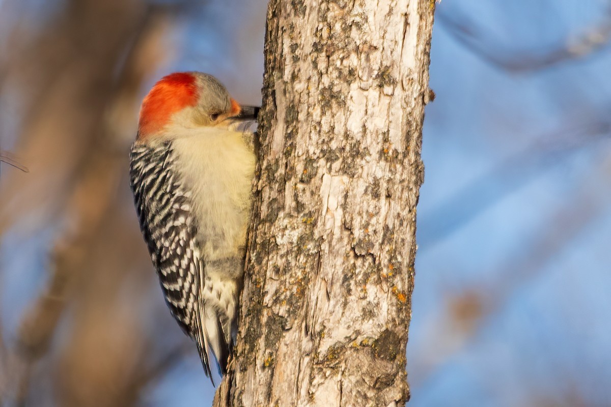 Red-bellied Woodpecker - ML646548050