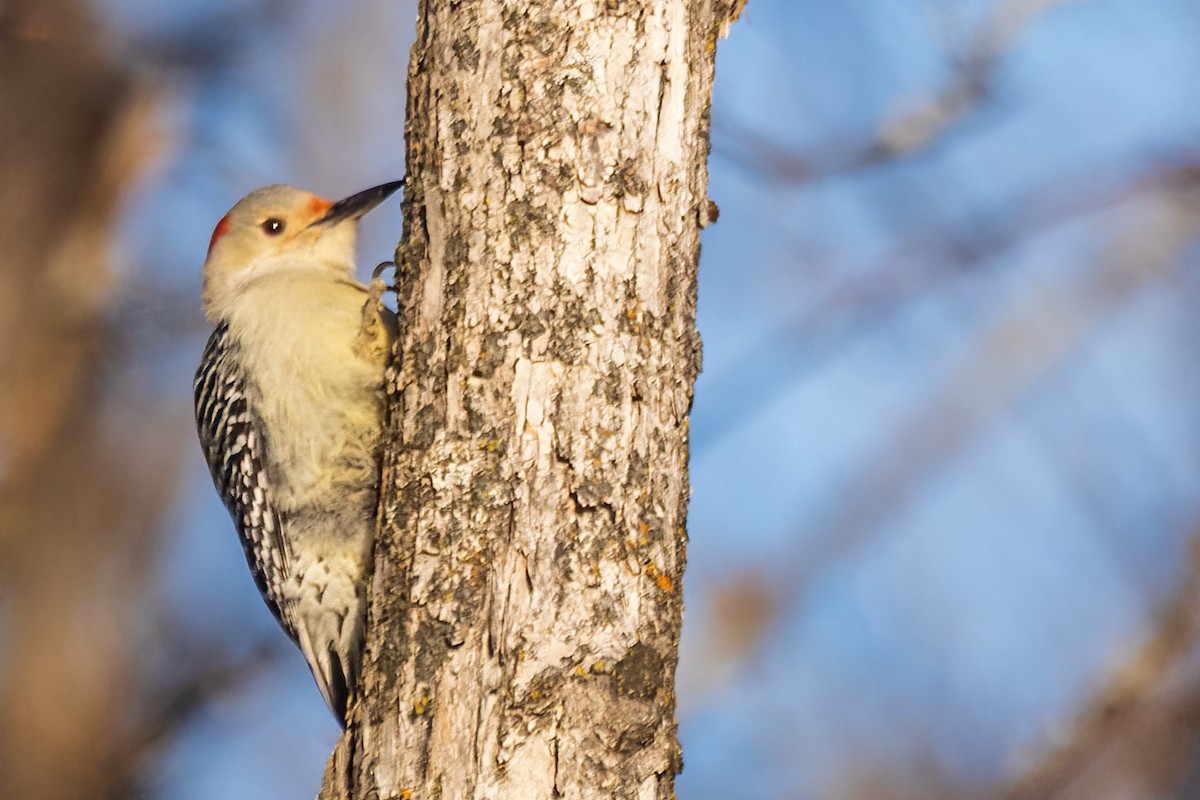 Red-bellied Woodpecker - ML646548051