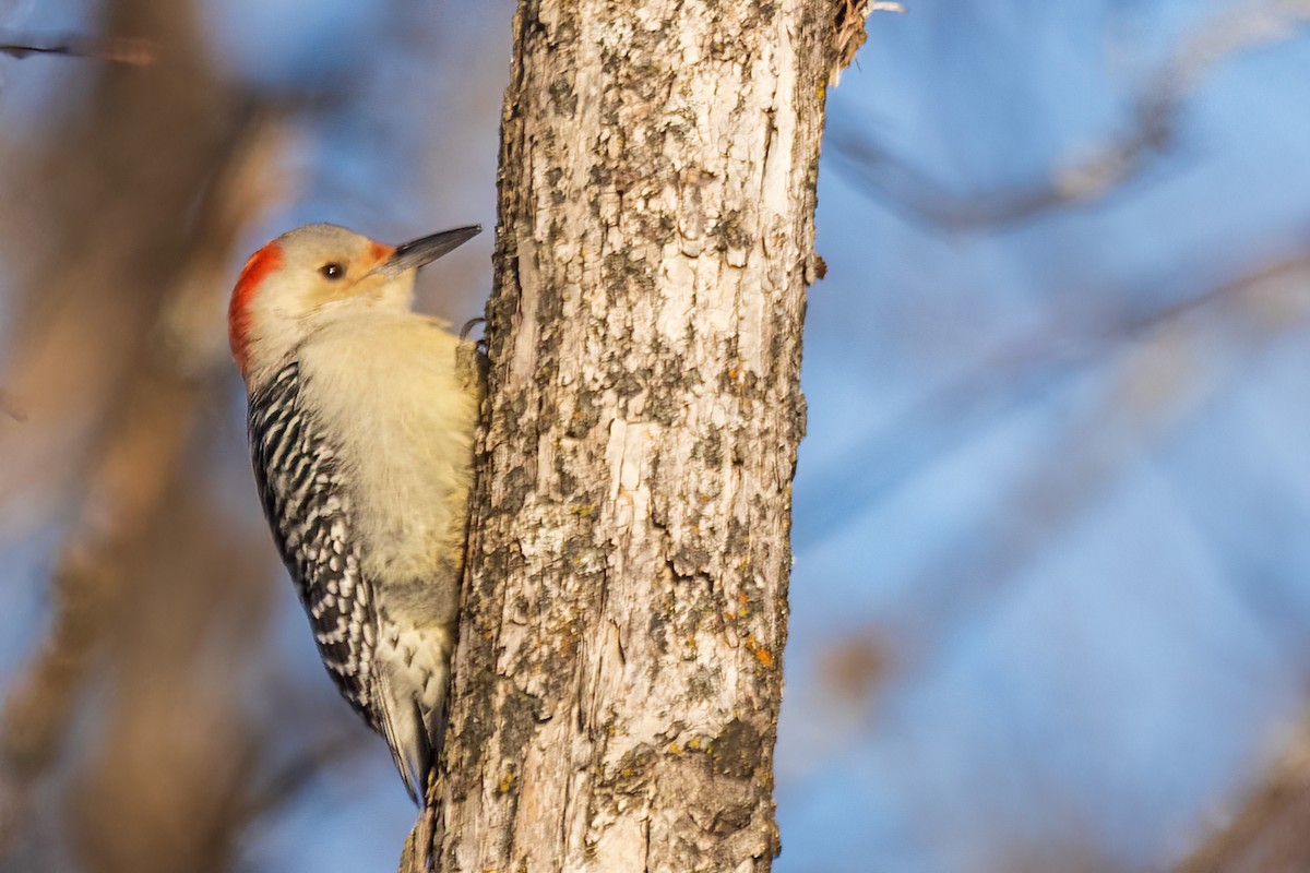 Red-bellied Woodpecker - ML646548052