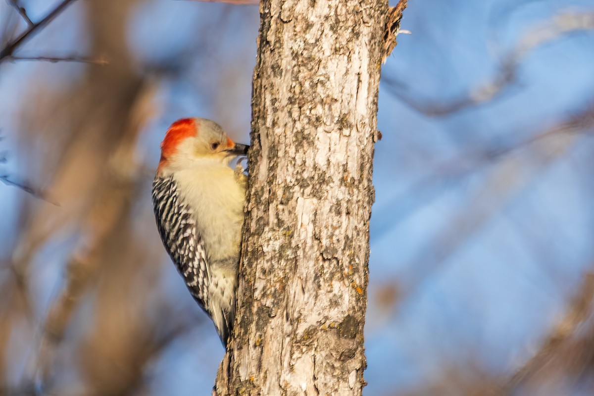 Red-bellied Woodpecker - ML646548053