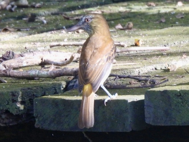 Bright-rumped Attila - ML646548055