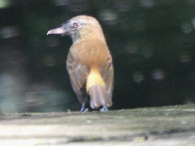 Bright-rumped Attila - ML646548056