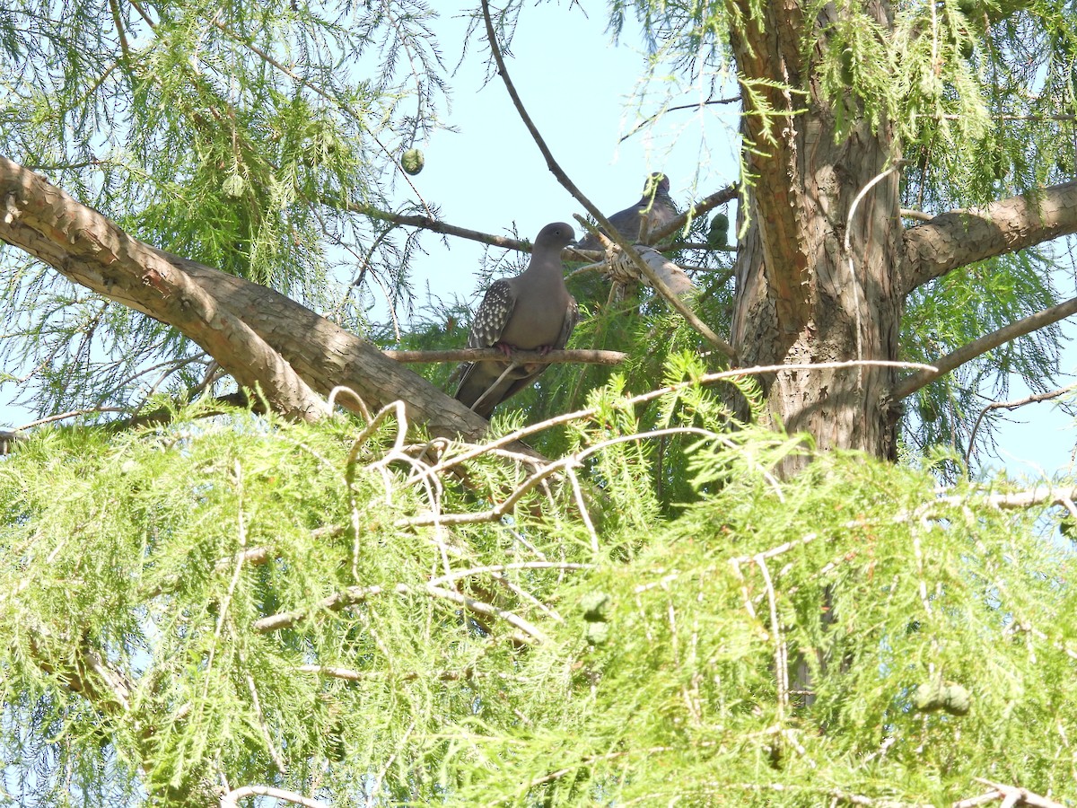 シロボシバト - ML646548057