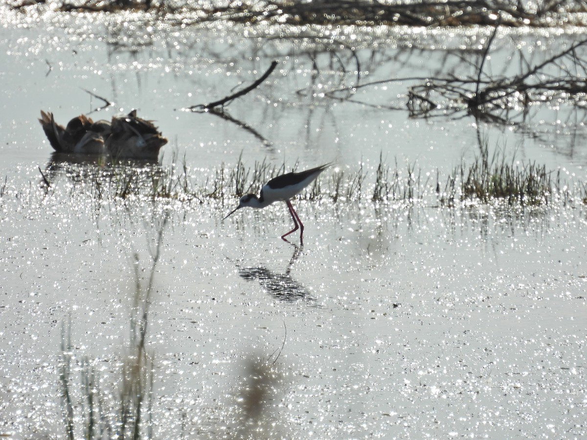 クロエリセイタカシギ - ML646548062