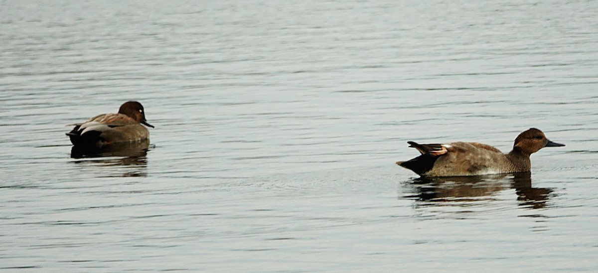 Gadwall - ML646548072