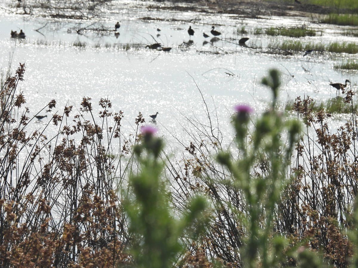 コキアシシギ - ML646548074