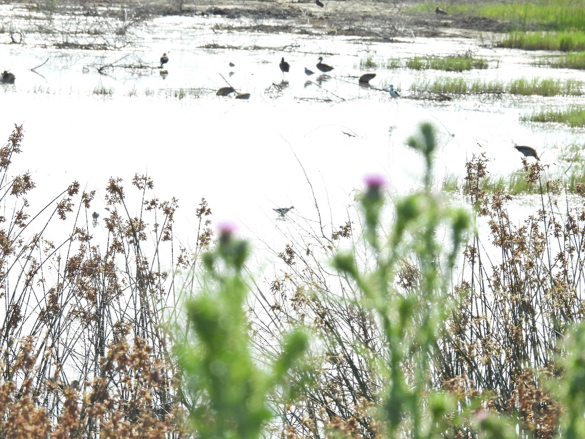 コキアシシギ - ML646548075