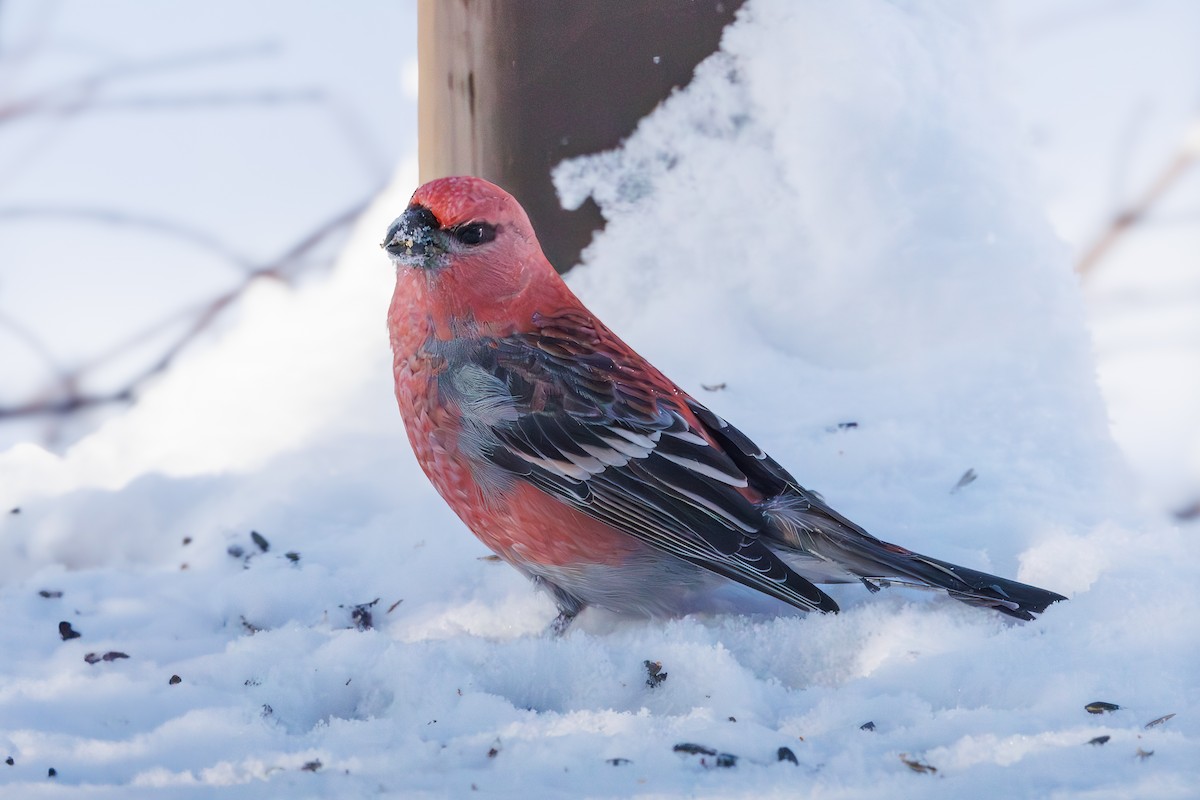 Hakengimpel - ML646548076