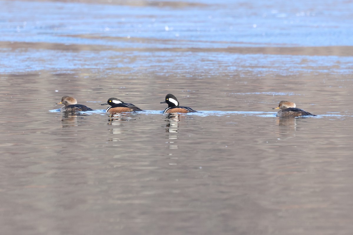 Hooded Merganser - ML646548080