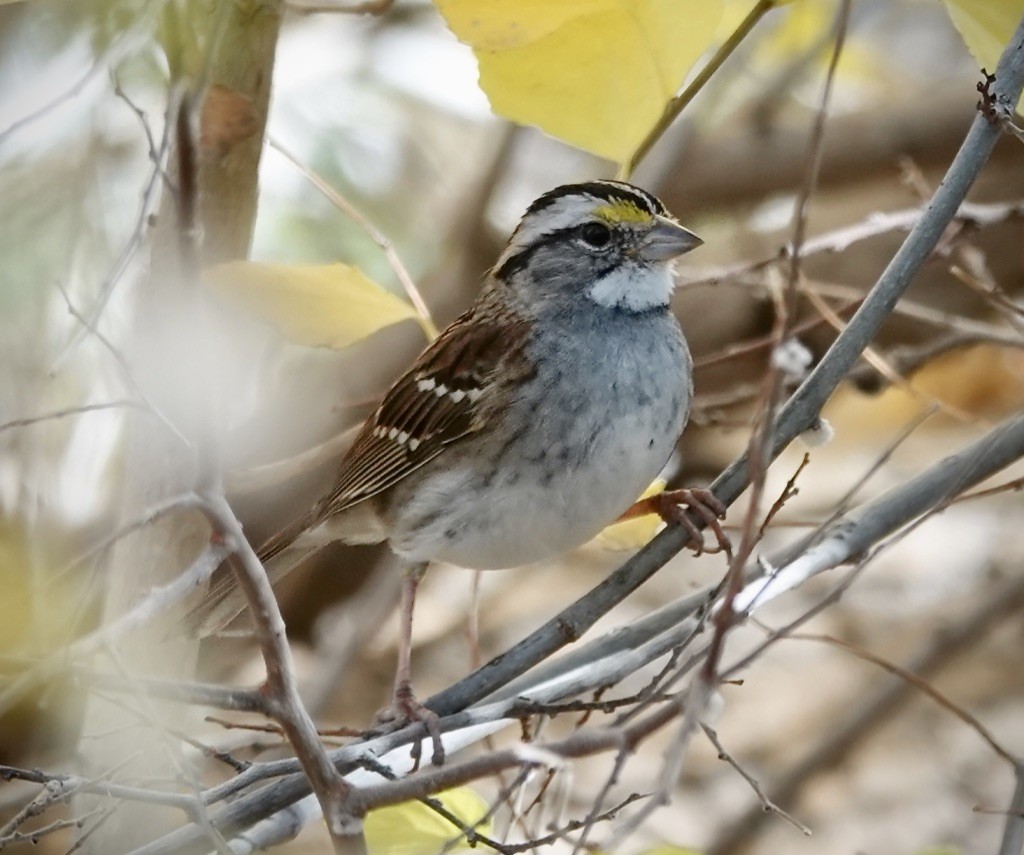 White-throated Sparrow - ML646548084