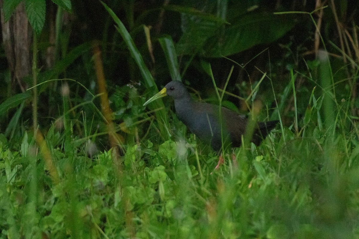 chřástal načernalý - ML646548085