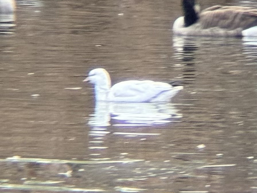 Ross's Goose - ML646548086