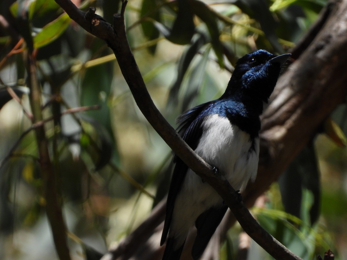 Satin Flycatcher - ML646548087