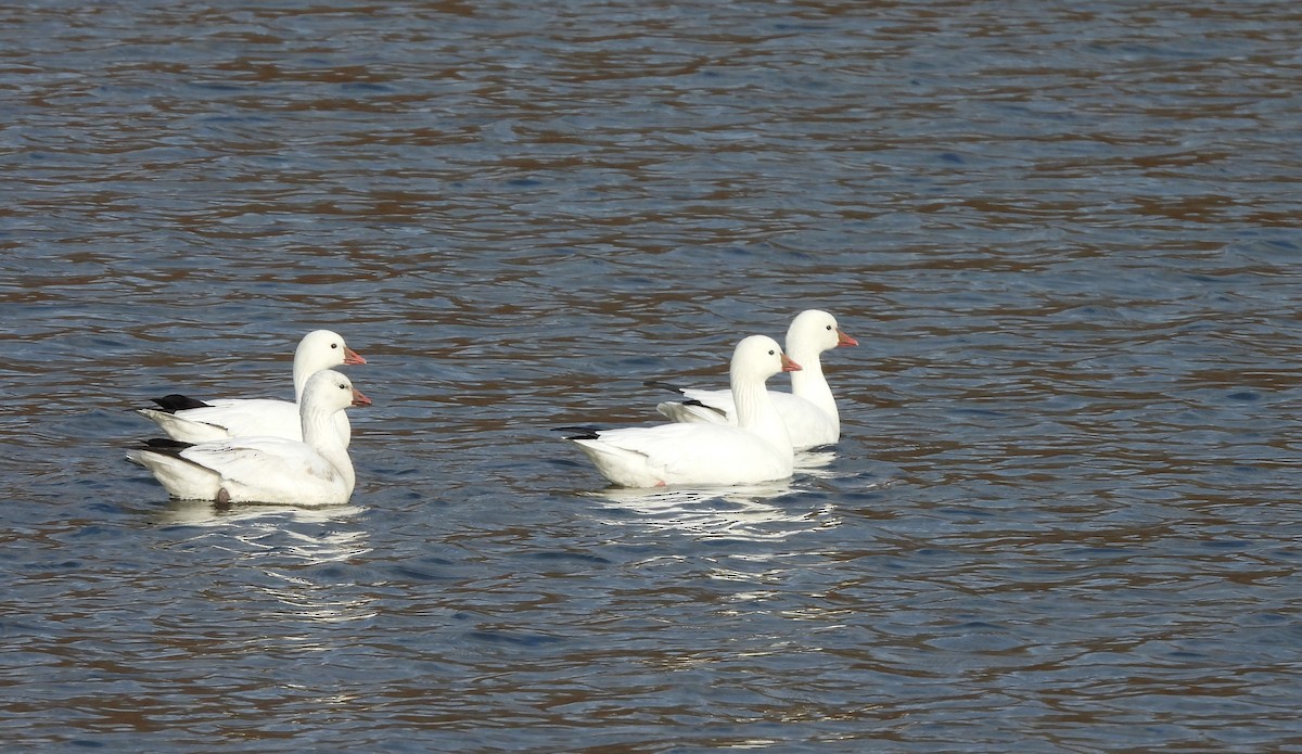 Ross's Goose - ML646548088