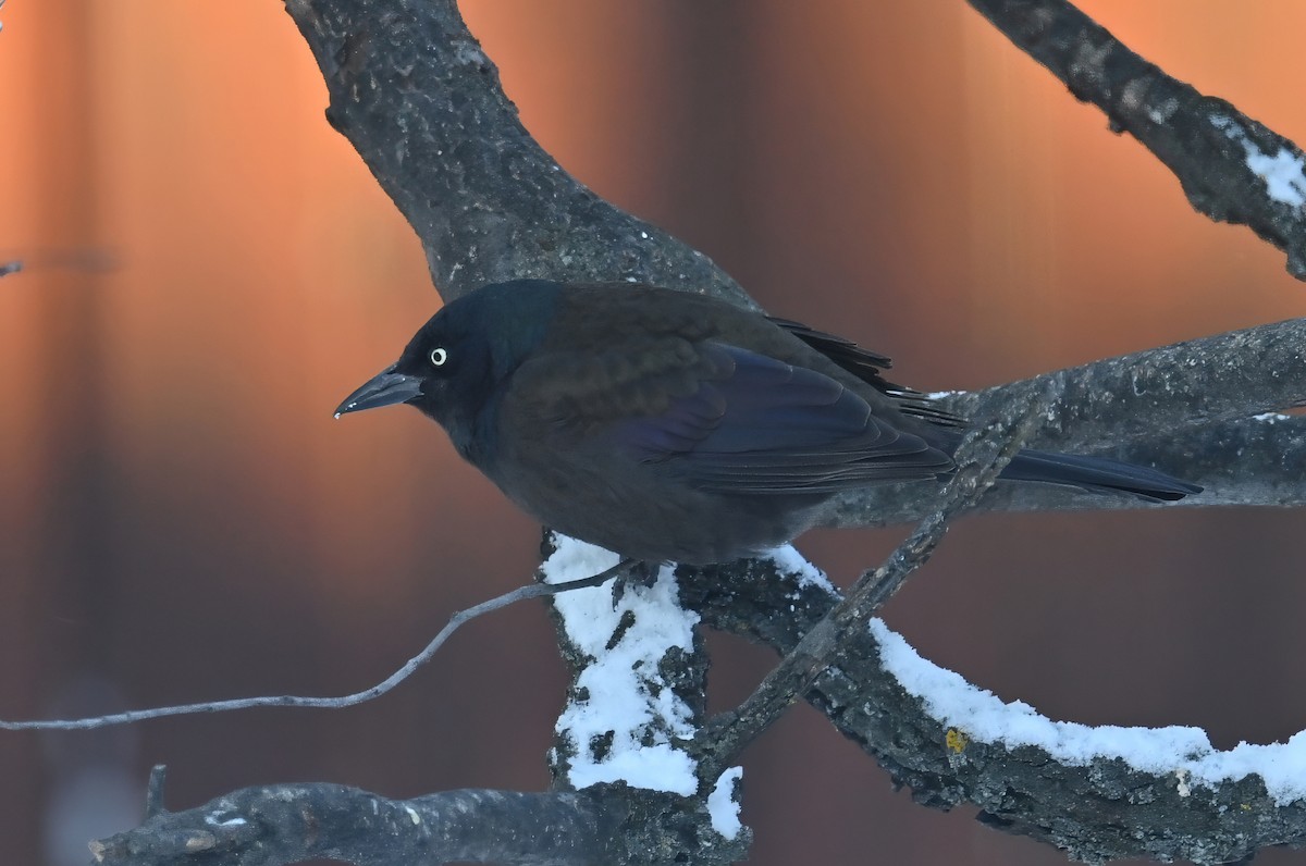 Common Grackle - ML646548089