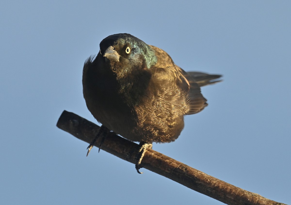 Common Grackle - ML646548090