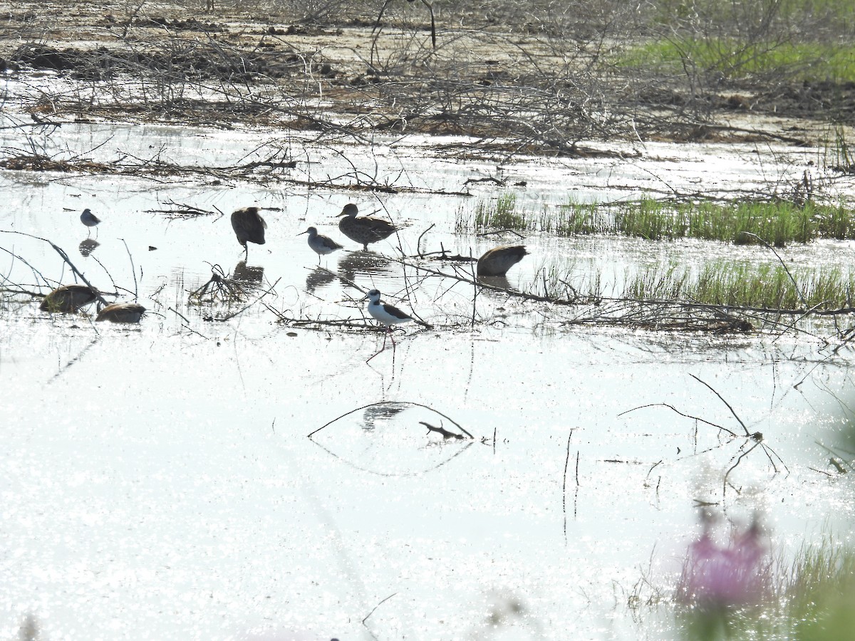 オオキアシシギ - ML646548092