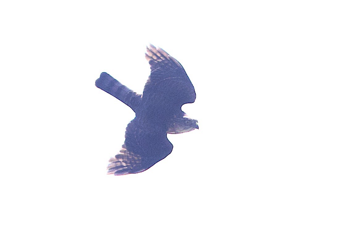 Japanese Sparrowhawk - ML646548093