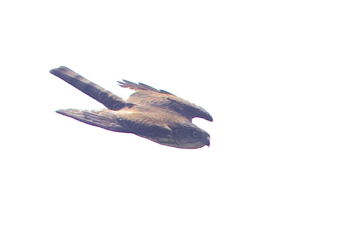 Japanese Sparrowhawk - ML646548094