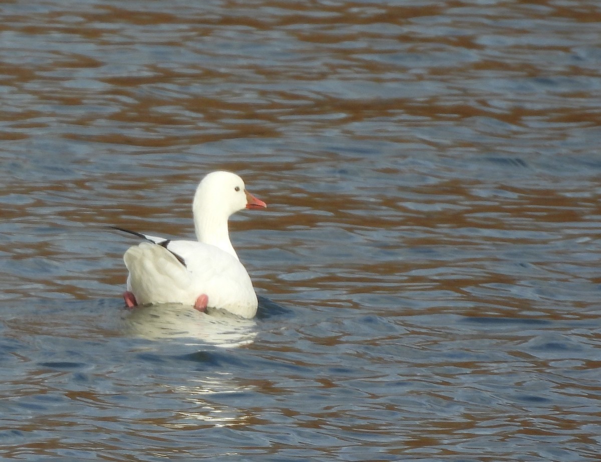 Ross's Goose - ML646548098