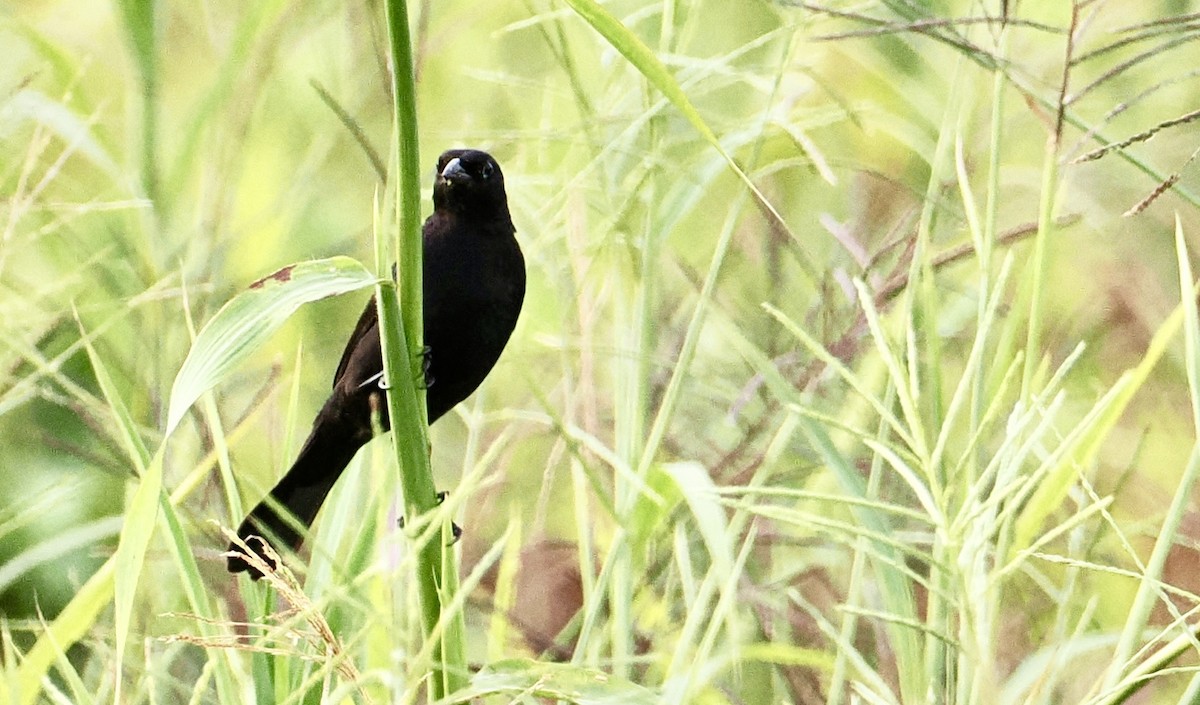 Tordo Renegrido - ML646548103