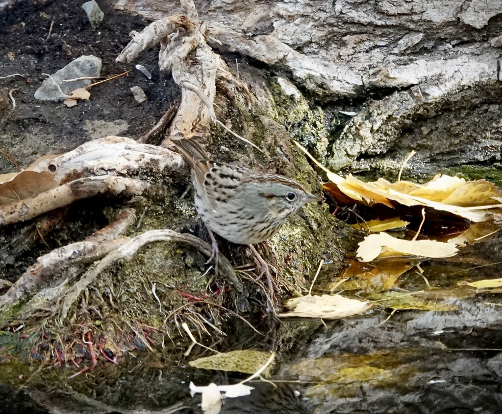 Lincoln's Sparrow - ML646548105