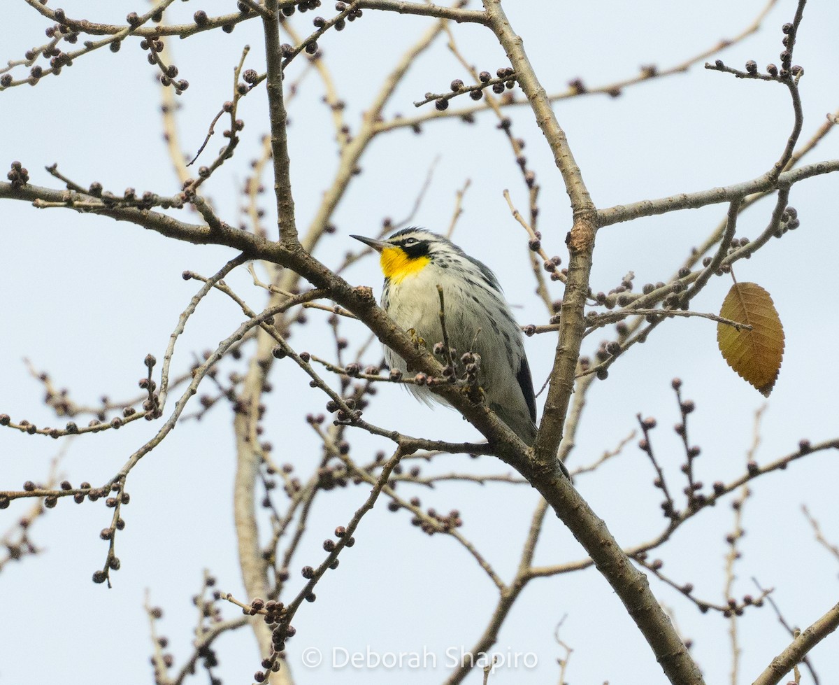 Yellow-throated Warbler - ML646548115