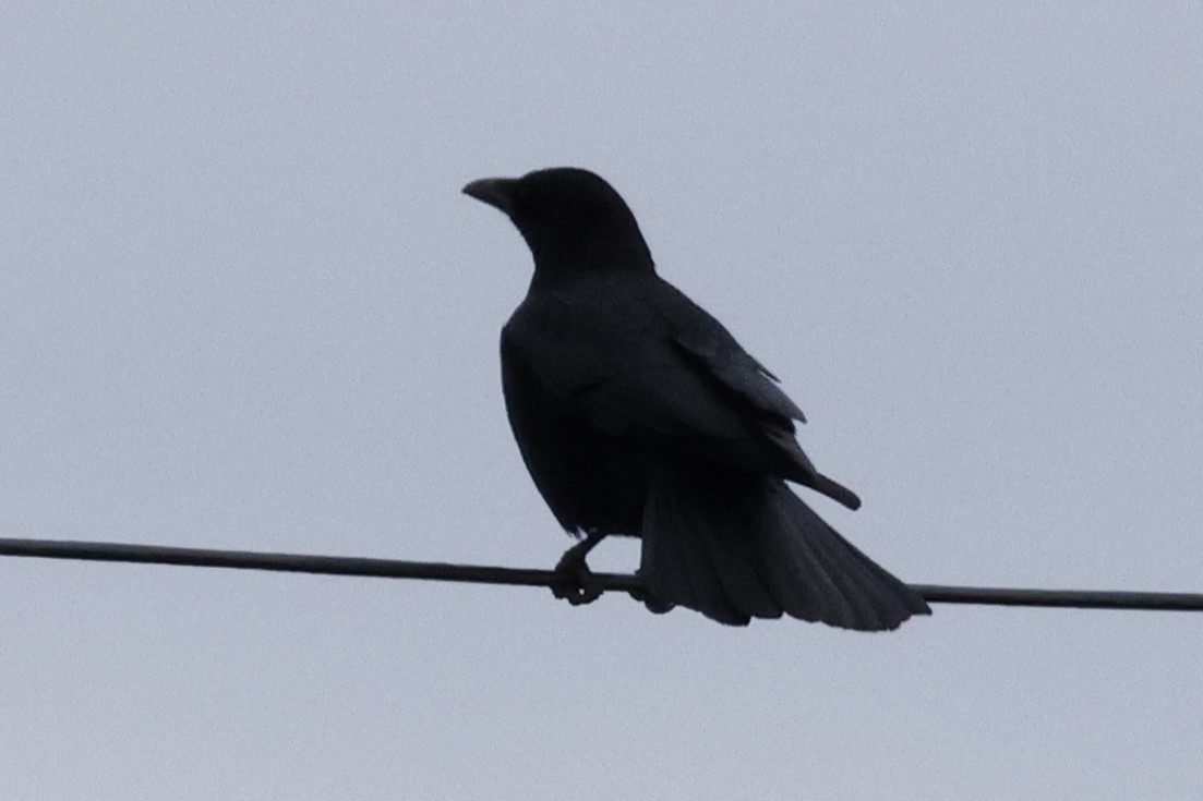 Хар хэрээ - ML646548118