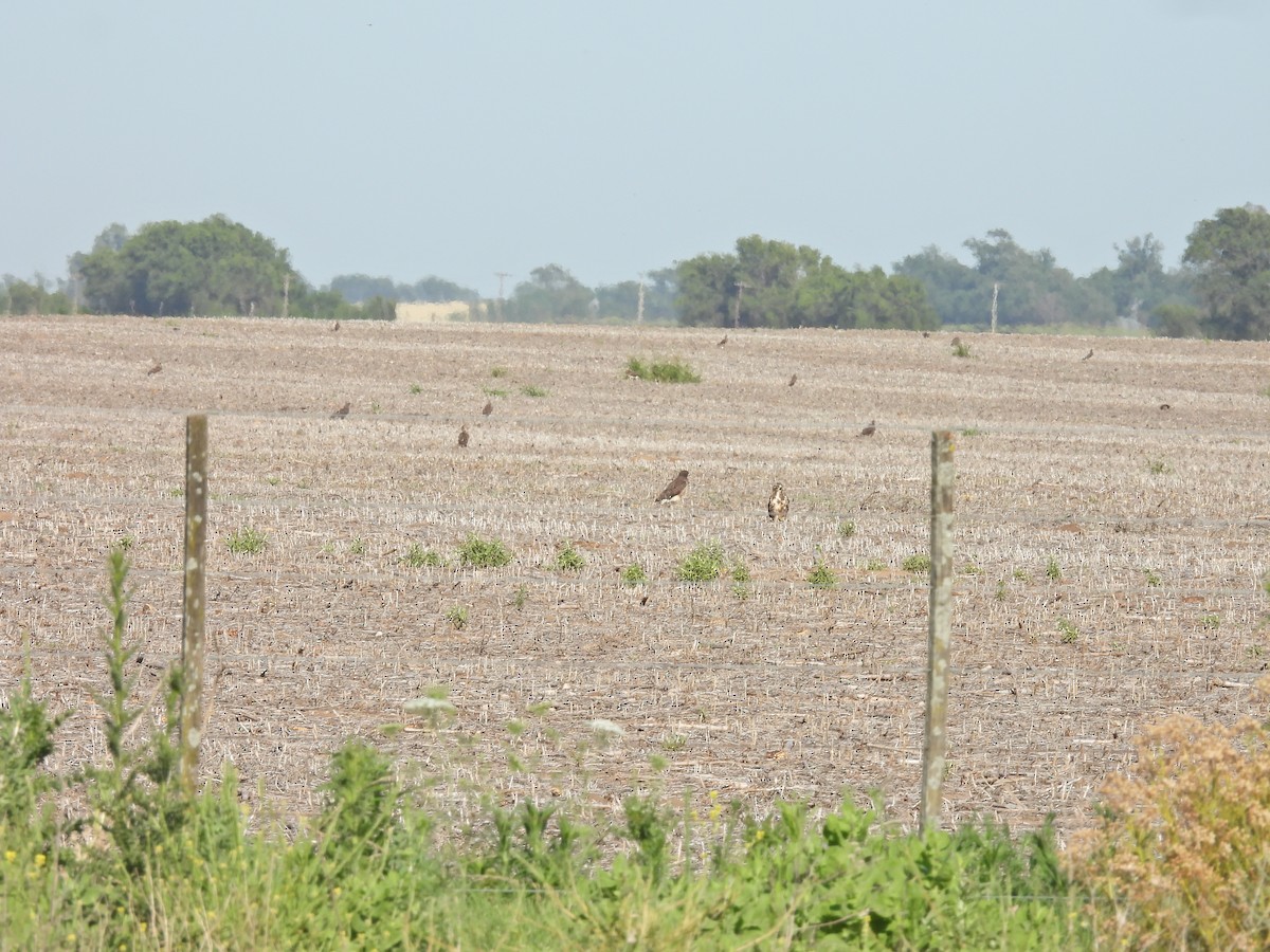 アレチノスリ - ML646548120