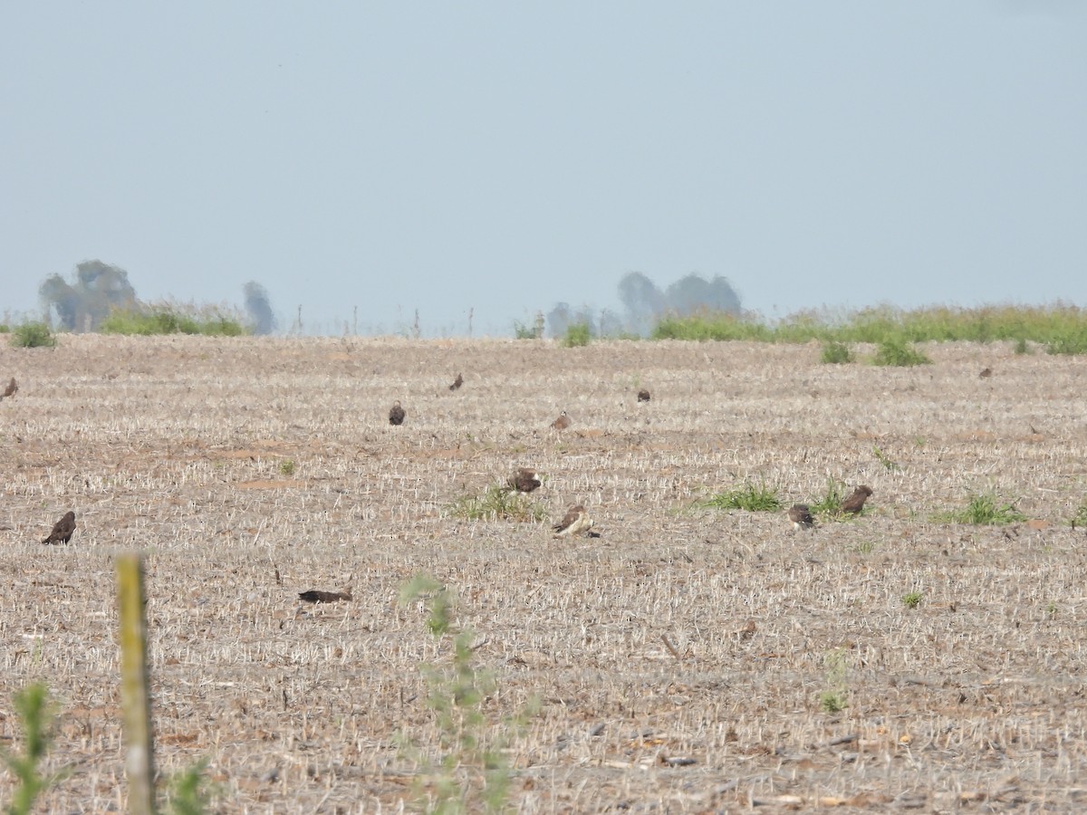 アレチノスリ - ML646548121