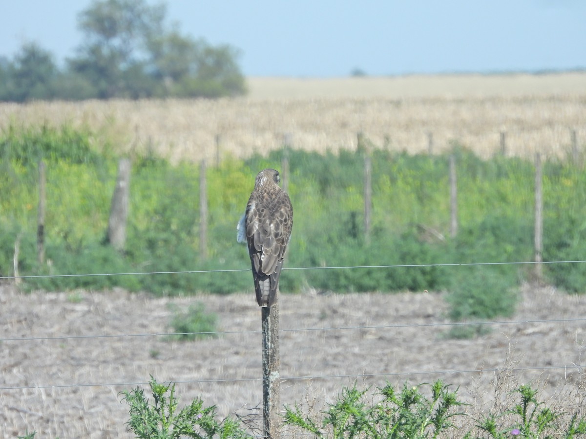 アレチノスリ - ML646548123