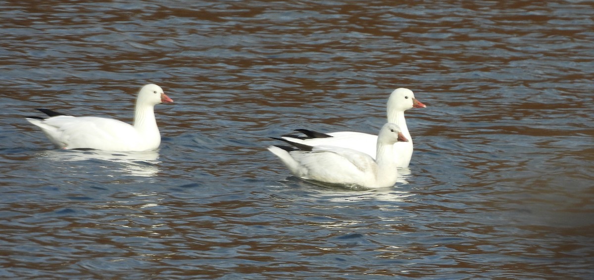 Ross's Goose - ML646548124