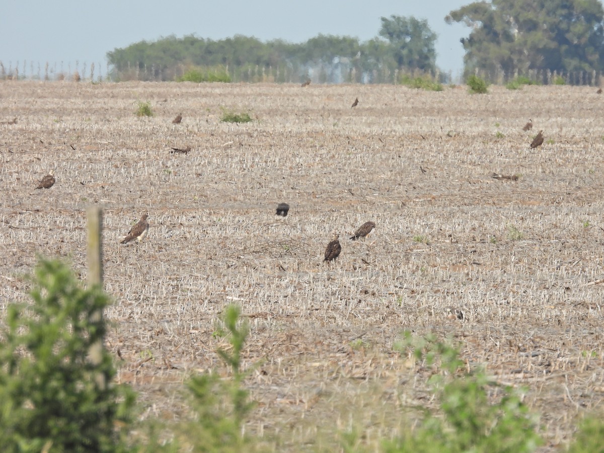 アレチノスリ - ML646548126