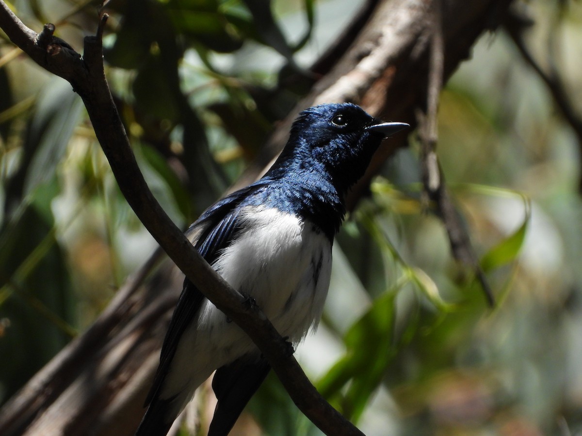 Satin Flycatcher - ML646548127