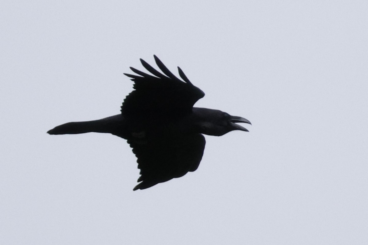 עורב שחור - ML646548129