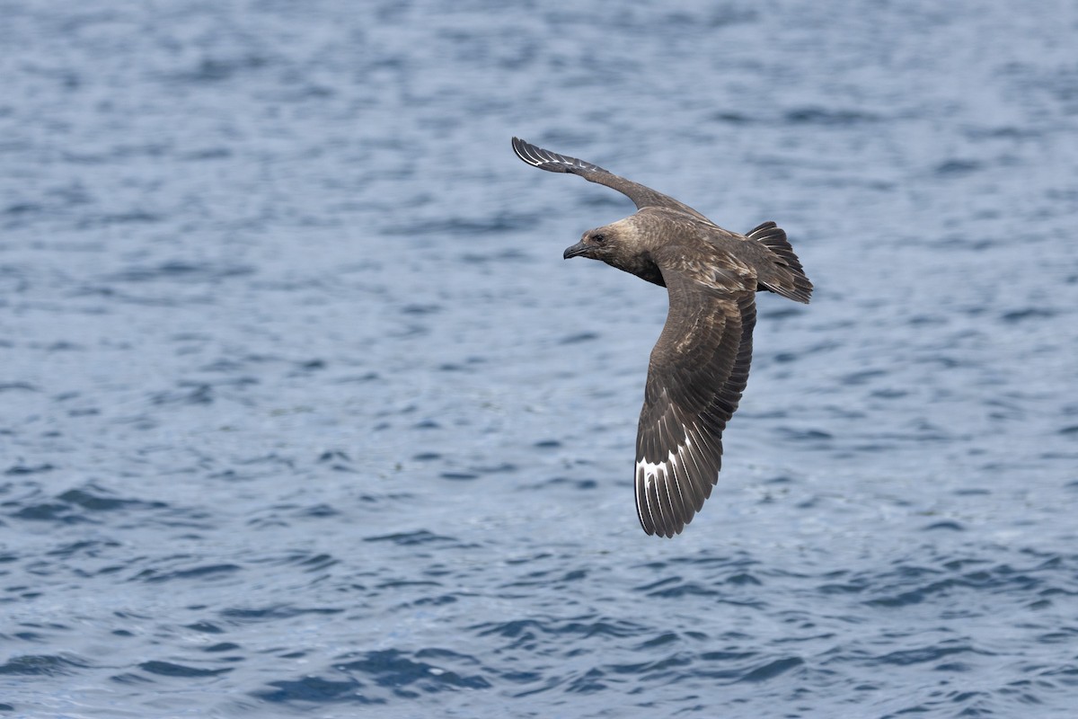 Brown Skua - ML646548140