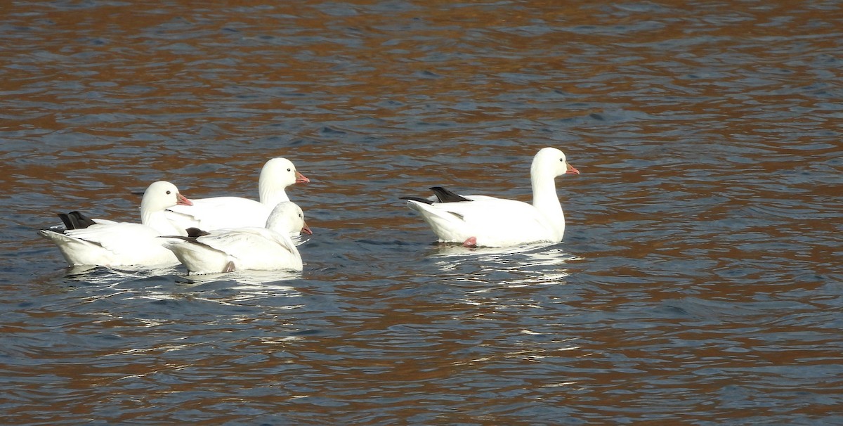 Ross's Goose - ML646548143