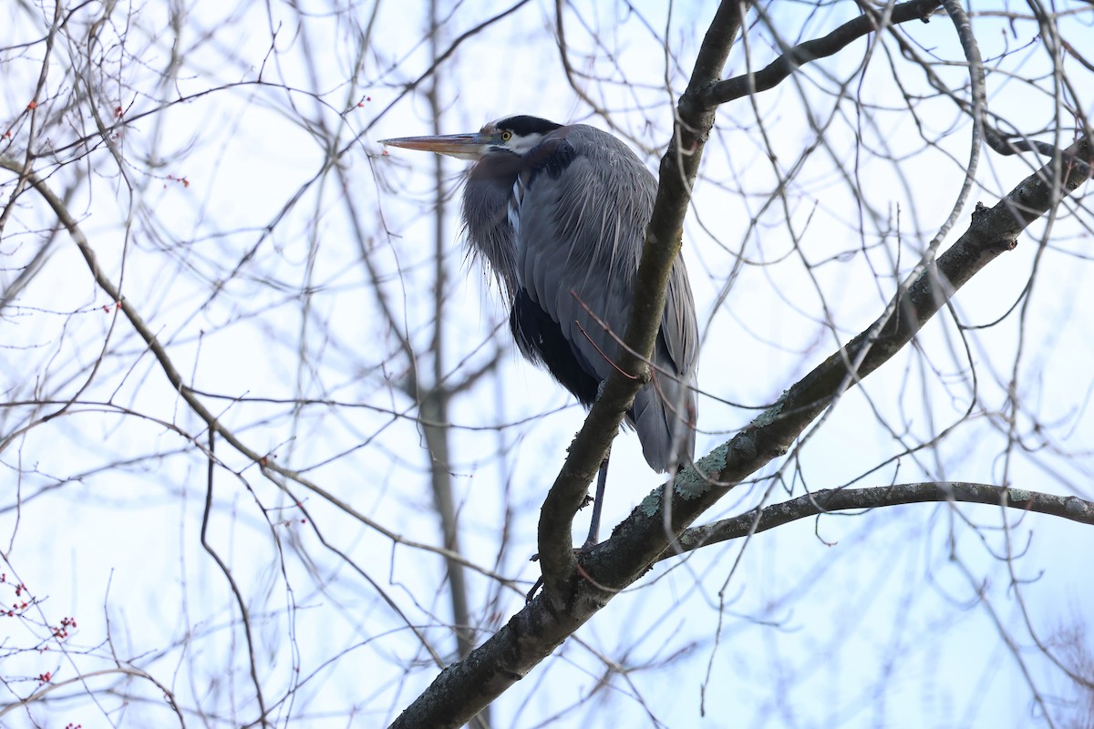 Great Blue Heron - ML646548145