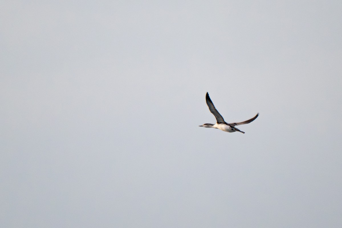 Sterntaucher - ML646548146