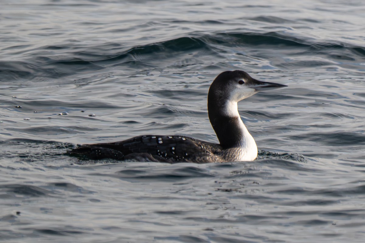 Eistaucher - ML646548147