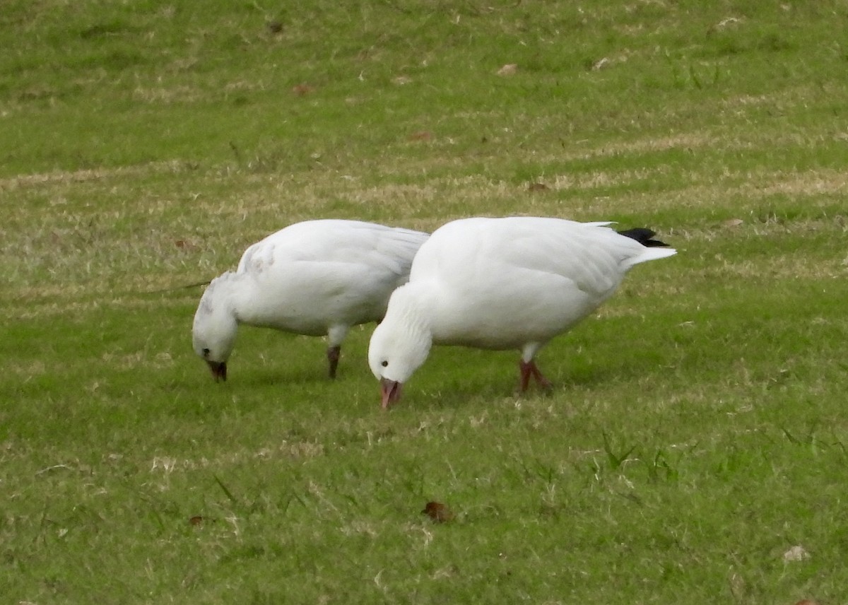 Ross's Goose - ML646548148