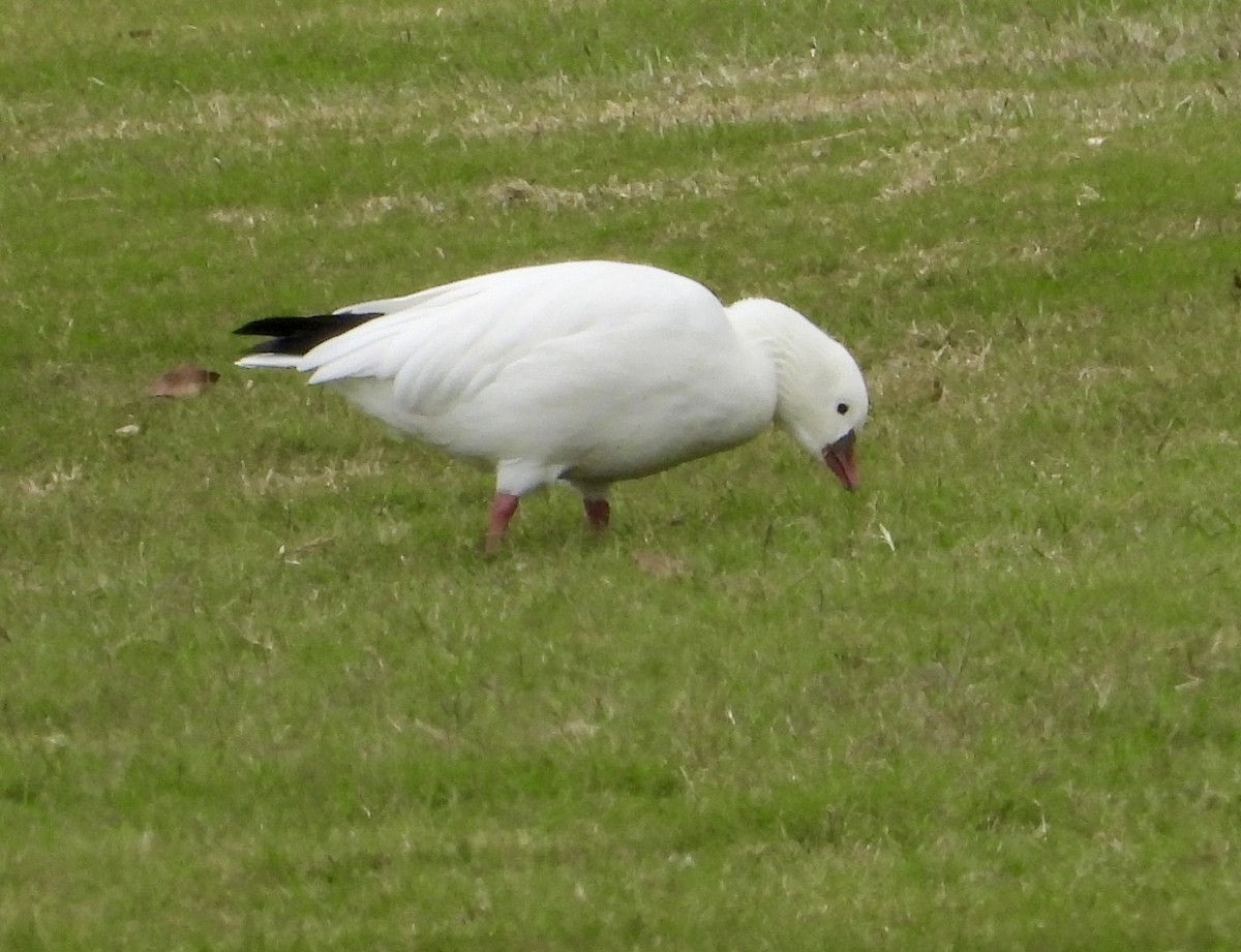 Ross's Goose - ML646548149
