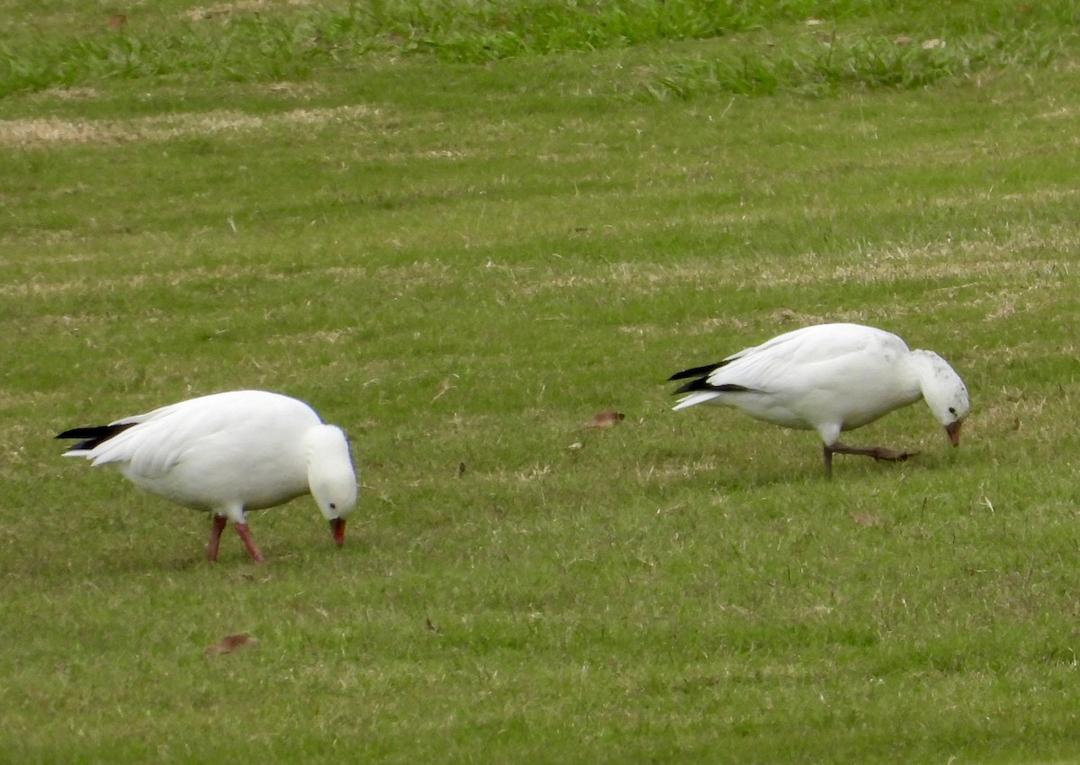 Ross's Goose - ML646548150